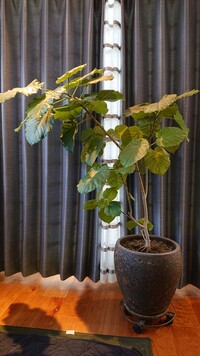 ウンベラータの植え替えについて ウンベラータを育て始めて2年が経つの Yahoo 知恵袋