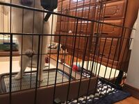 子犬をゲージ外に出すとトイレ失敗してしまう 三か月になる子犬が Yahoo 知恵袋