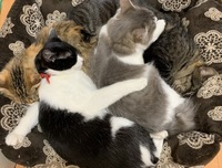 猫なのですが 最近目の上の辺りがハゲてきたような気が致します Yahoo 知恵袋