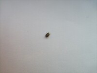 家に薄い黄色でコバエ並みに小さい羽虫がたくさん電気の周りにいます Yahoo 知恵袋