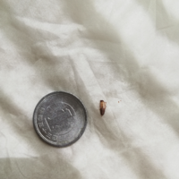 最近 ダニが増えたなぁと感じて 敷き布団を掃除してたらこんな虫の死骸があり Yahoo 知恵袋