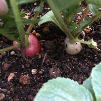 ラディッシュを育てています 赤いラディッシュの種をまき その中の一本 Yahoo 知恵袋