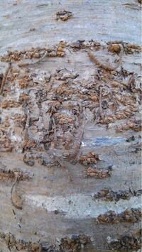 桜の木にこんな虫のようなものが木全体に付いています 何本もある桜の木の中で Yahoo 知恵袋