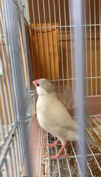 文鳥と常に同じ部屋に飼い主がいることは避けたほうがいいですか 文鳥が寝 Yahoo 知恵袋