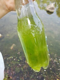 自宅の庭でメダカの卵を育ててみたく近くの公園の池で水を採取してグリーンウォ Yahoo 知恵袋