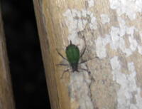 ウッドデッキを見たら１ｍｍ ２ｍｍくらいの小さな虫が大量にくっつい Yahoo 知恵袋