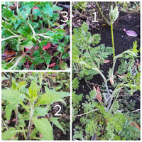 花壇内にいつの間にか生えた植物があります 雑草なのか 何かの花な Yahoo 知恵袋