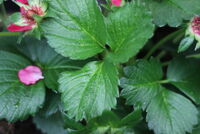 いちごの葉に斑点ができました 去年からイチゴを育てていますが 親株にも Yahoo 知恵袋