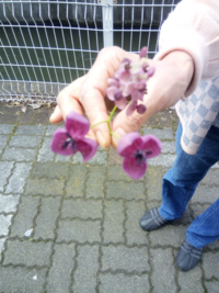 理科の問題で 雄花と雌花と区別のある花を咲かせる植物 を教えてください Yahoo 知恵袋