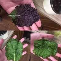 この葉っぱの名前わかる人いたら教えてください 葉っぱは辛くないけど苦 Yahoo 知恵袋