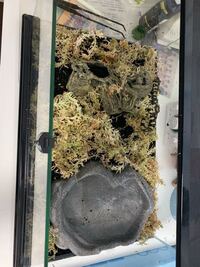 タイガーサラマンダーを飼いはじめたのですが環境はこれでいいですかね 何かア Yahoo 知恵袋