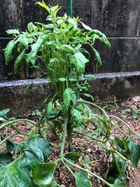 COMMENT RENFORCER LE TISSU PÉNIEN