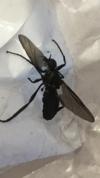 このアリのようなデカイ虫がベランダによく飛んでます これは羽蟻ですか Yahoo 知恵袋