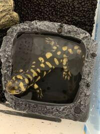 タイガーサラマンダーの飼育について質問です 水位について大体2から3セン Yahoo 知恵袋