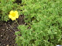 この植物はクローバー シロツメクサ ですか 黄色の小さな花が見えるので違う Yahoo 知恵袋