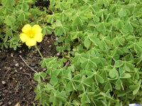 この植物はクローバー シロツメクサ ですか 黄色の小さな花が見えるので Yahoo 知恵袋