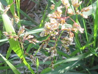 ニワトリですが 草は大体なんでも食べるのですか ハコベ キャベツの外側の葉っぱ Yahoo 知恵袋