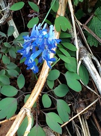 画像の青い花の名前を教えてください 母が見つけたものなのだそうですが花が好 Yahoo 知恵袋