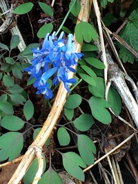 釣鐘草 つりがねに似た５cm位の花 の花が下に向いてしまうので Yahoo 知恵袋