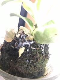 苔玉に白カビが生えてしまい 2種類の植物が植えあわせてあったようですが片方 Yahoo 知恵袋