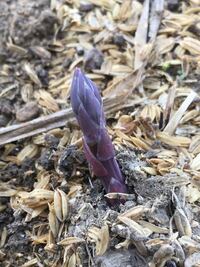 アスパラの芽が出ない 今の時期にアスパラの芽が全くでないの Yahoo 知恵袋