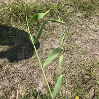 笹の葉 こんな形になってるのがたくさんありました 虫の仕業でしょ Yahoo 知恵袋