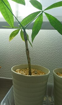 観葉植物 パキラについて質問させて下さい 約8年近く室 Yahoo 知恵袋