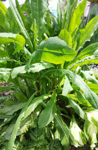 植えてないのにチューリップの葉っぱみたいな雑草 がはえてきたのですが Yahoo 知恵袋