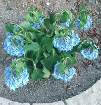 昨日鉢植えで買ってきたアジサイを自宅の庭 花壇 に植え替えました 植え替え Yahoo 知恵袋