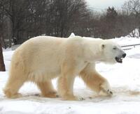 ホッキョクグマはヒグマが変化したものだということのようですが どうしてヒグ Yahoo 知恵袋