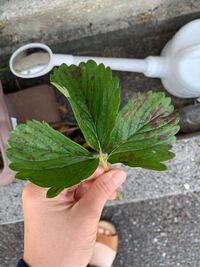 芍薬の葉っぱが大変な事になりました 花が咲き終わった後の芍薬の葉っぱに黒 Yahoo 知恵袋