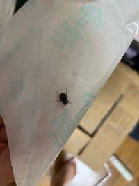 この虫は何でしょうか？大量発生してます。 