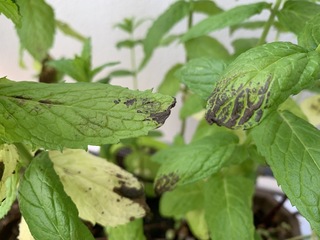 植木鉢で育てているミントの葉に最近黒い模様が現れて気になっていた Yahoo 知恵袋