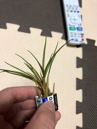 エアプランツが茶色くなってしまいました 頂き物で大きなガラスのコップに Yahoo 知恵袋