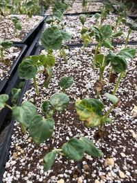 オクラの葉っぱが虫にバリバリに食べられています 虫は 葉を丸めて中に巣を Yahoo 知恵袋