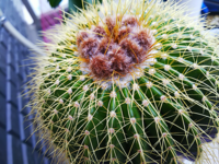 サボテンに面白い名前を付けたいです 人名みたいな名前もいいなと Yahoo 知恵袋