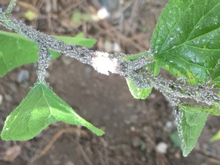 梅の木に害虫が発生しましたが これはアブラムシでしょうか ご教授願います Yahoo 知恵袋