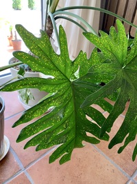 ハイビスカスの葉っぱが 黄色い斑点の まだら になりました 日照不足 肥料不足 Yahoo 知恵袋