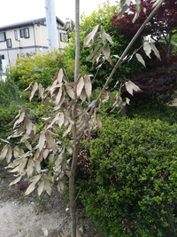 シラカシの葉の端が黒く変色しています 古い葉だけでなく 春に Yahoo 知恵袋