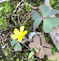 雑草を抜くと小さな赤い粒が飛んでくる三つ葉のクローバー ほかの雑草も一 Yahoo 知恵袋