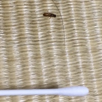先程カーペットの上に１匹だけいたのですが この虫は何でしょうか シロアリかな Yahoo 知恵袋
