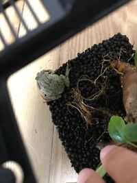 先程家の外にいたアマガエルなのですが お腹が大きい気がします 卵 Yahoo 知恵袋