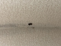 カーテンに黒い小さい幼虫が大量発生しました何の虫か分かりますか 先ほど Yahoo 知恵袋