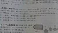 生物基礎光合成は同化 呼吸は異化と習いました 同化はadpか Yahoo 知恵袋