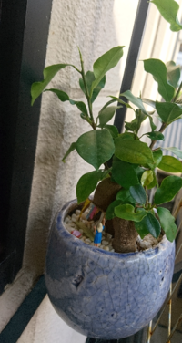 パンダガジュマルの育て方について 先日観葉植物のパンダガ Yahoo 知恵袋
