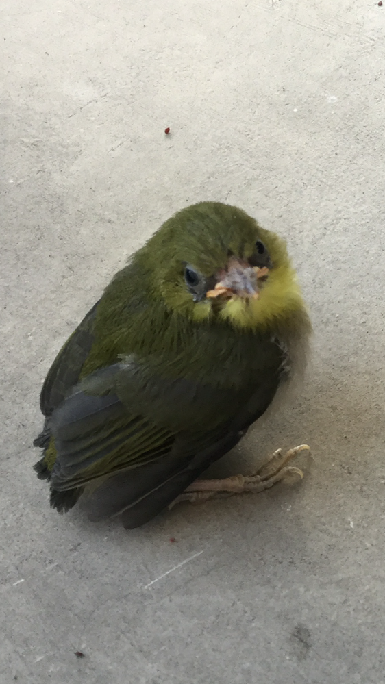 こんにちは家のベランダに鳥の雛が居たのですが この子は鶯ですか Yahoo 知恵袋