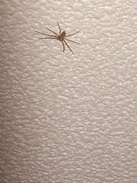 なぜ蜘蛛の足の本数は 6本でも10本でもなく 8本なのですか わか Yahoo 知恵袋