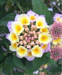 ランタナについてお聞きします 花が散ると青々とした実 種 が Yahoo 知恵袋