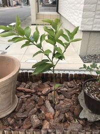 レモンの木を昨年秋にホームセンターで買ってきて地植えしました それから葉が Yahoo 知恵袋