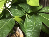 パキラの葉についてです 観葉植物を育てたことがないので何もわから Yahoo 知恵袋